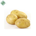 100% Exportável Nova Colheita Batata / Batata Fornecedor com preço barato